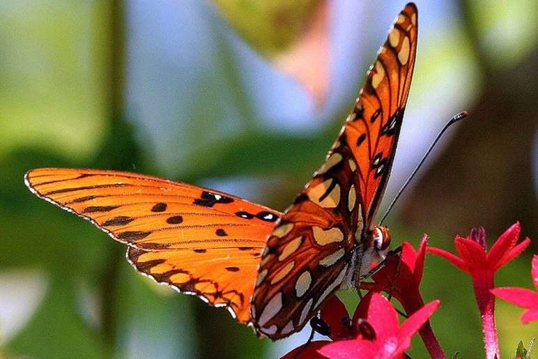 Fjärilar ... Pussel online