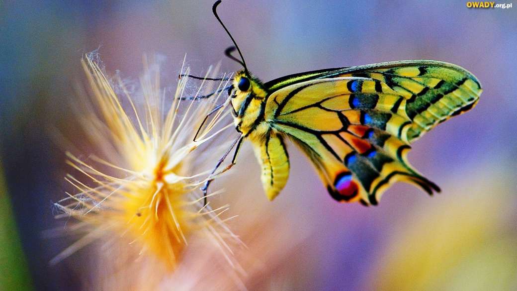 Fjärilar ... pussel på nätet