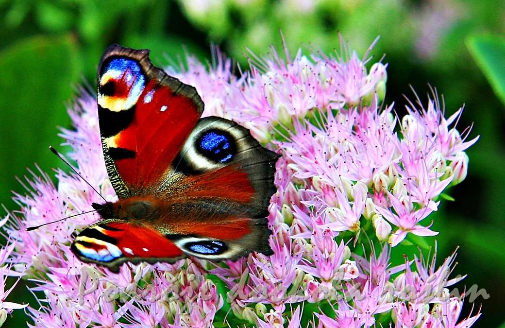 Schmetterlinge ... Online-Puzzle
