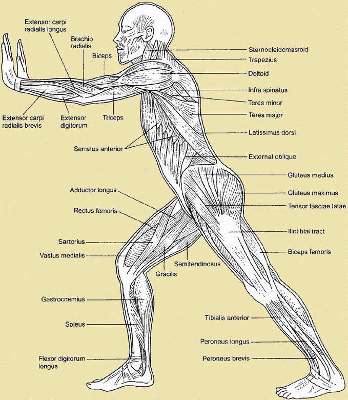 Muskeln des menschlichen Körpers Online-Puzzle