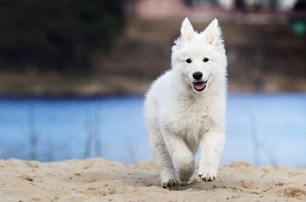 Λευκό ελβετικό σκυλί ποιμένων online παζλ