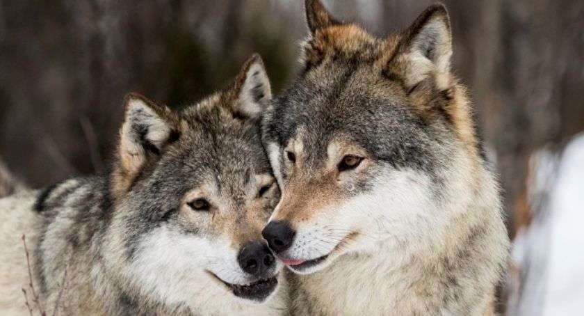 Λύκοι υπέροχα ζώα online παζλ