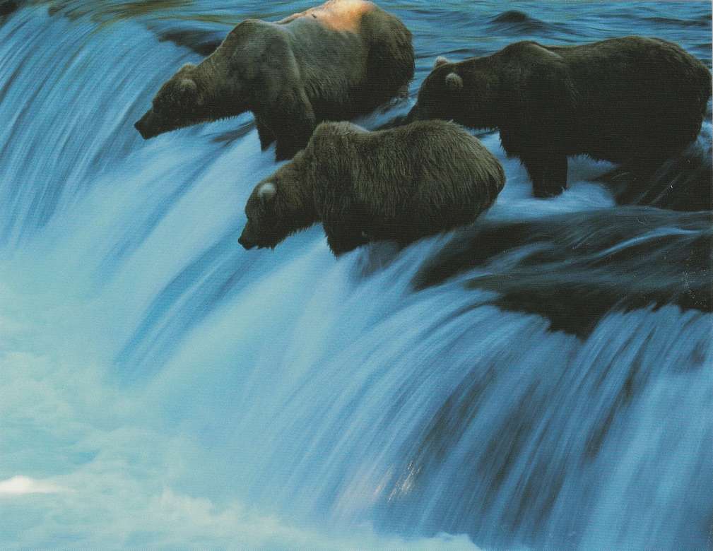 Медведи охотятся на лосося онлайн-пазл