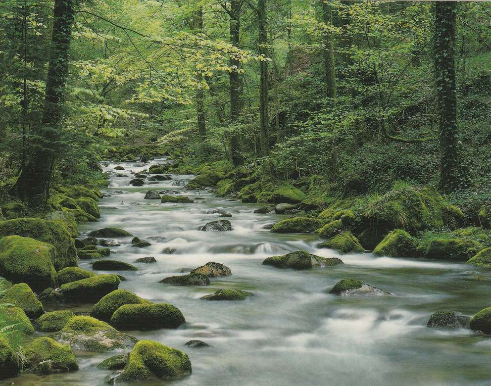Egy nyugodtan folyó erdei patak kirakós online