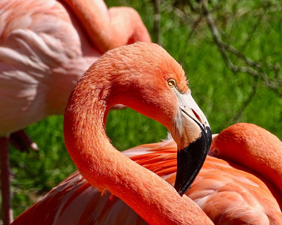 oranje flamingo's online puzzel