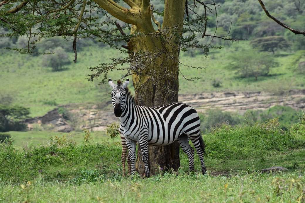 зебра стоїть біля дерева в денний час пазл онлайн