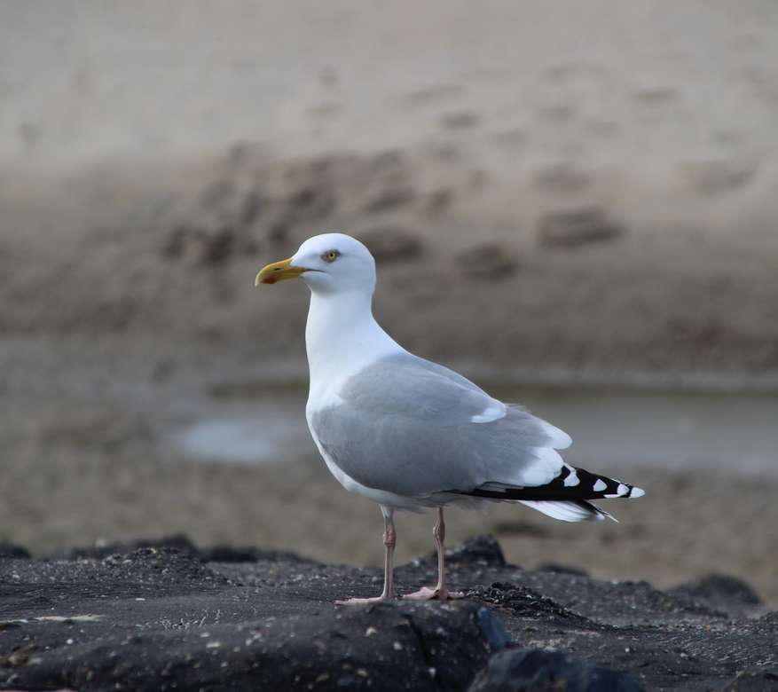 Seagull on the beach at Westkapelle Zeeland online puzzle