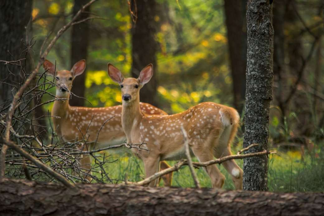 Two spotted fawns in summer. jigsaw puzzle online