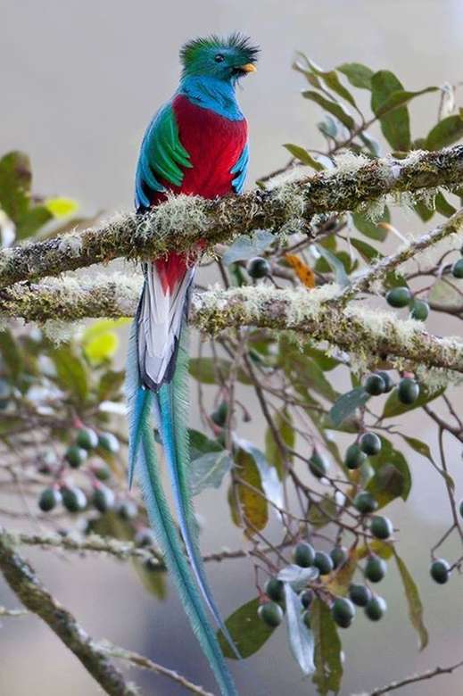 Uccellino colorato. puzzle online