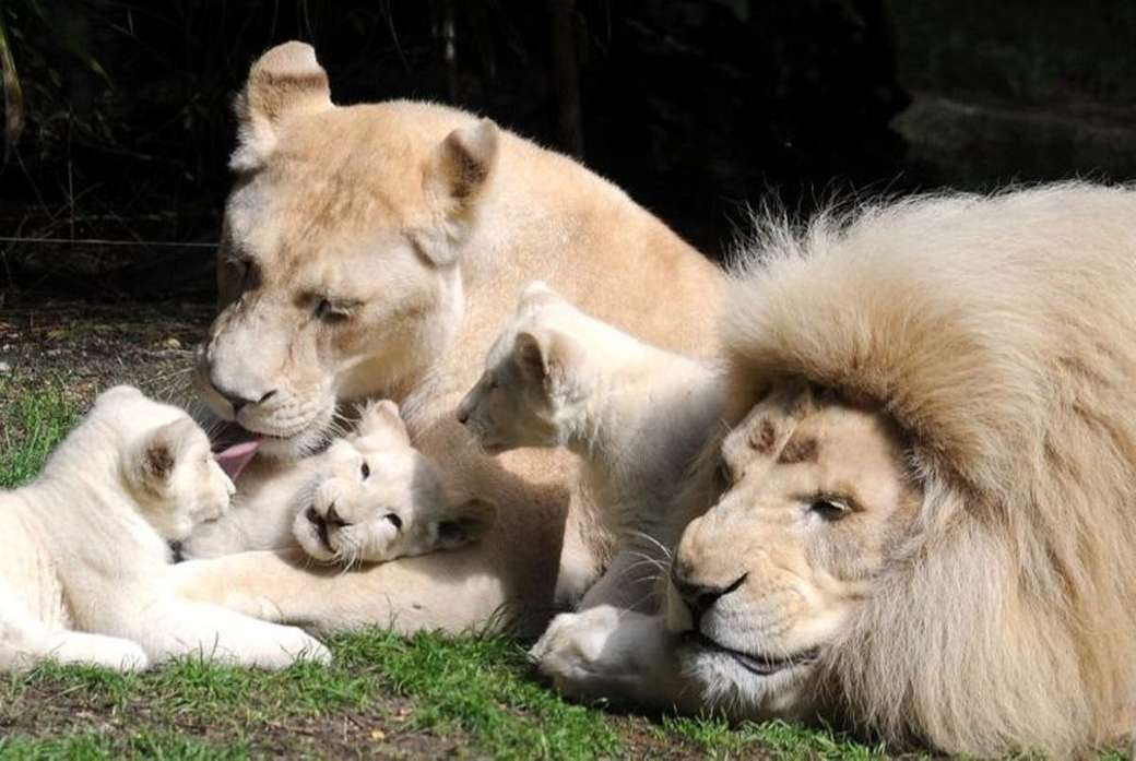 family lions rompecabezas en línea