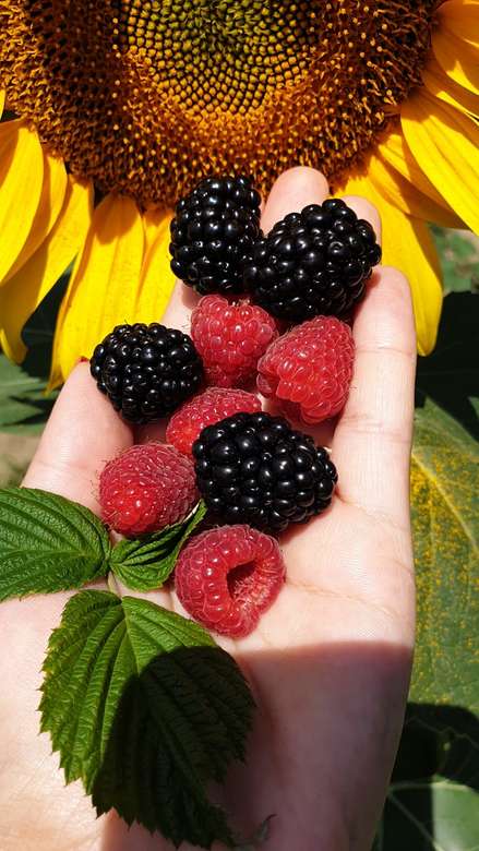 Frutas de verão quebra-cabeças online