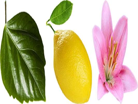 листова лимонна лілія онлайн пазл