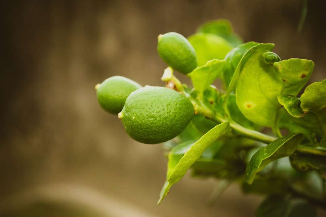 Zitronenbaumpflanze Online-Puzzle