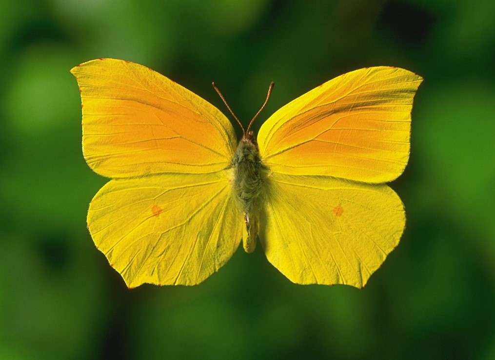Gele vlinder online puzzel