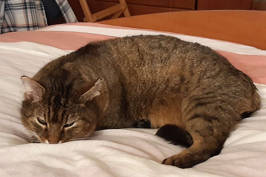 私たちのベッドの猫 ジグソーパズルオンライン