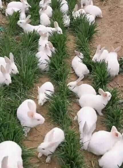 кролики в траве онлайн-пазл