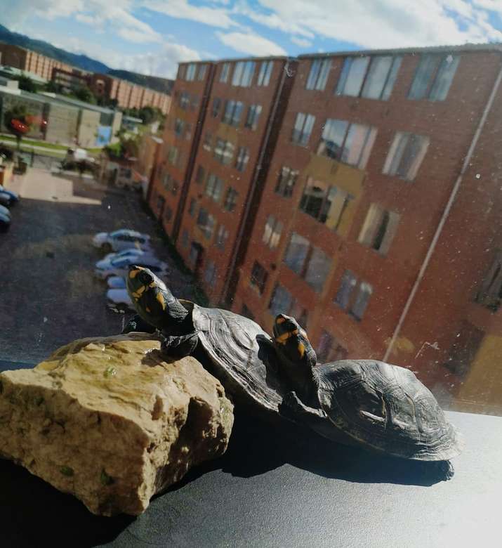 Sonnenbaden der Schildkröte Online-Puzzle