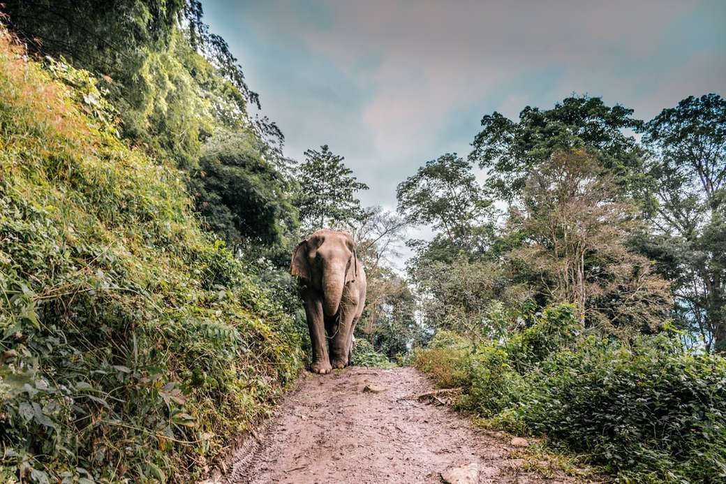 кафяв слон, ходещ в средата на пътеката до дърво онлайн пъзел