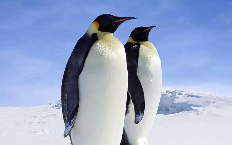 Пингвин пазл онлайн