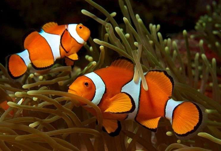 Pești de clovn din basmul cult „Să-l găsești pe Nemo? puzzle online