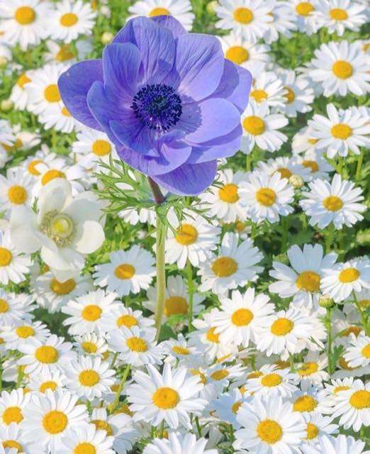 weiße Gänseblümchen und eine blaue Blume Online-Puzzle
