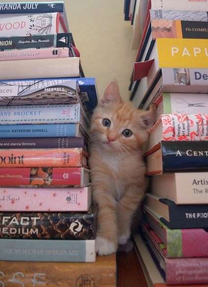 liten kattunge och böcker pussel på nätet