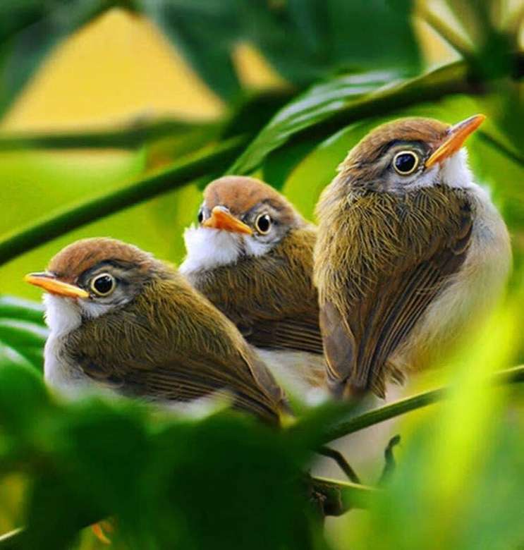 a beautiful bird trio greets you all puzzle