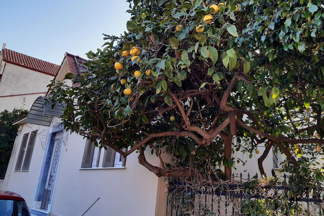 Апельсини на дереві онлайн пазл