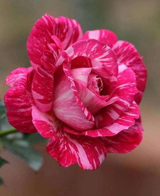 en vacker ros Pussel online