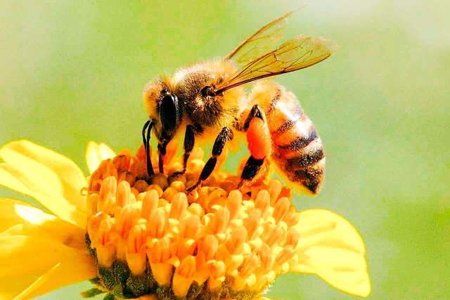 Bijen verzamelen stuifmeel legpuzzel online