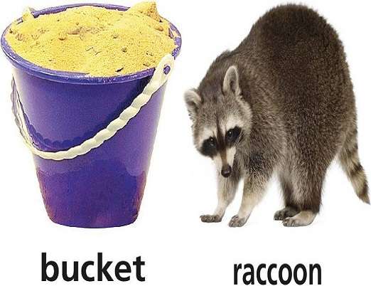 bucket raccoon jigsaw puzzle online