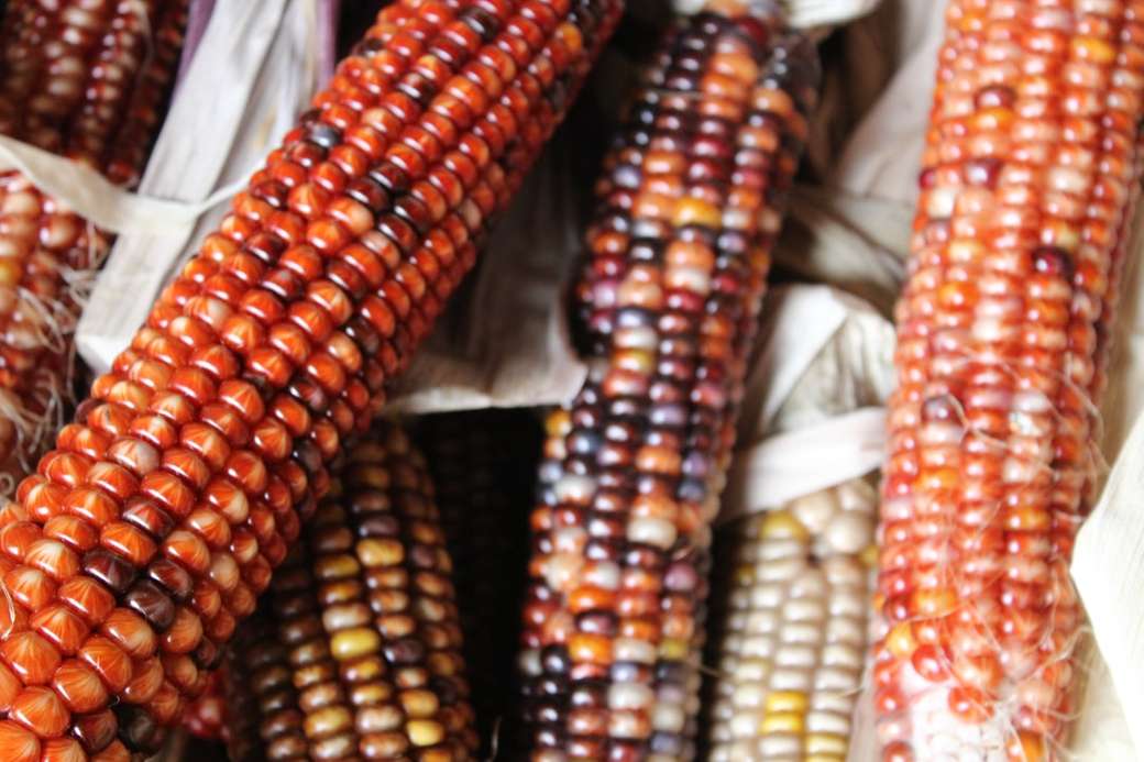 Primer plano de maíz indio rompecabezas en línea