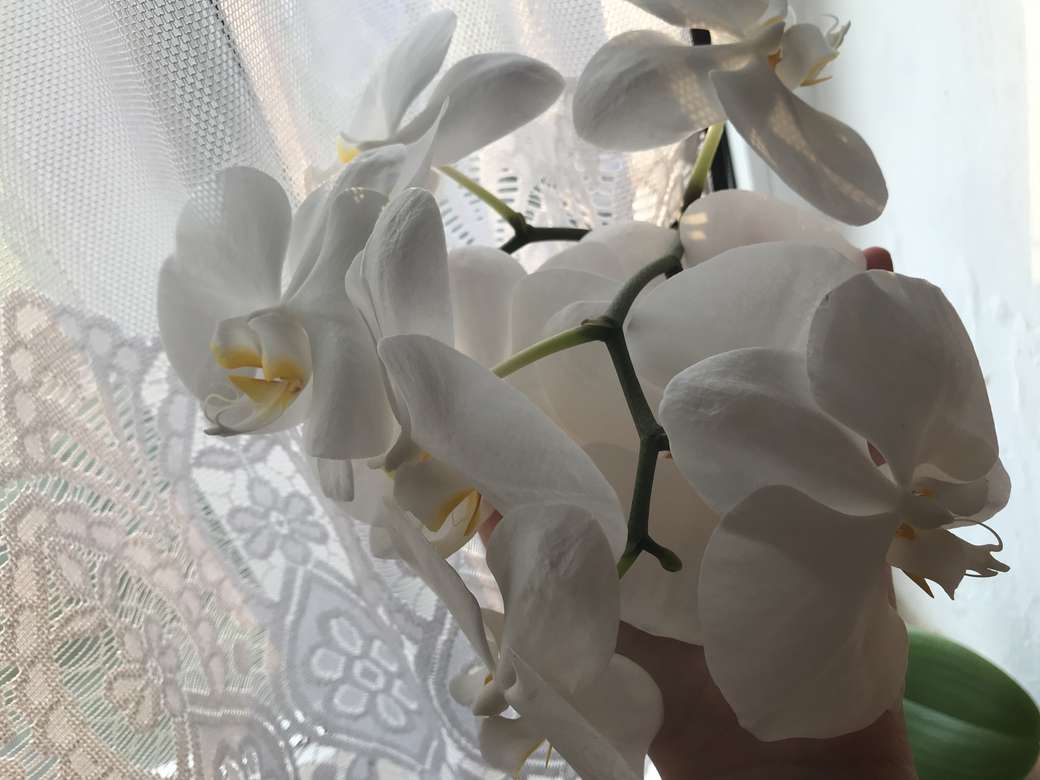 орхидея онлайн пъзел