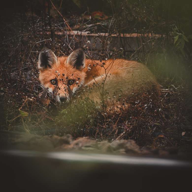 коричневая лиса лежит на земле пазл онлайн