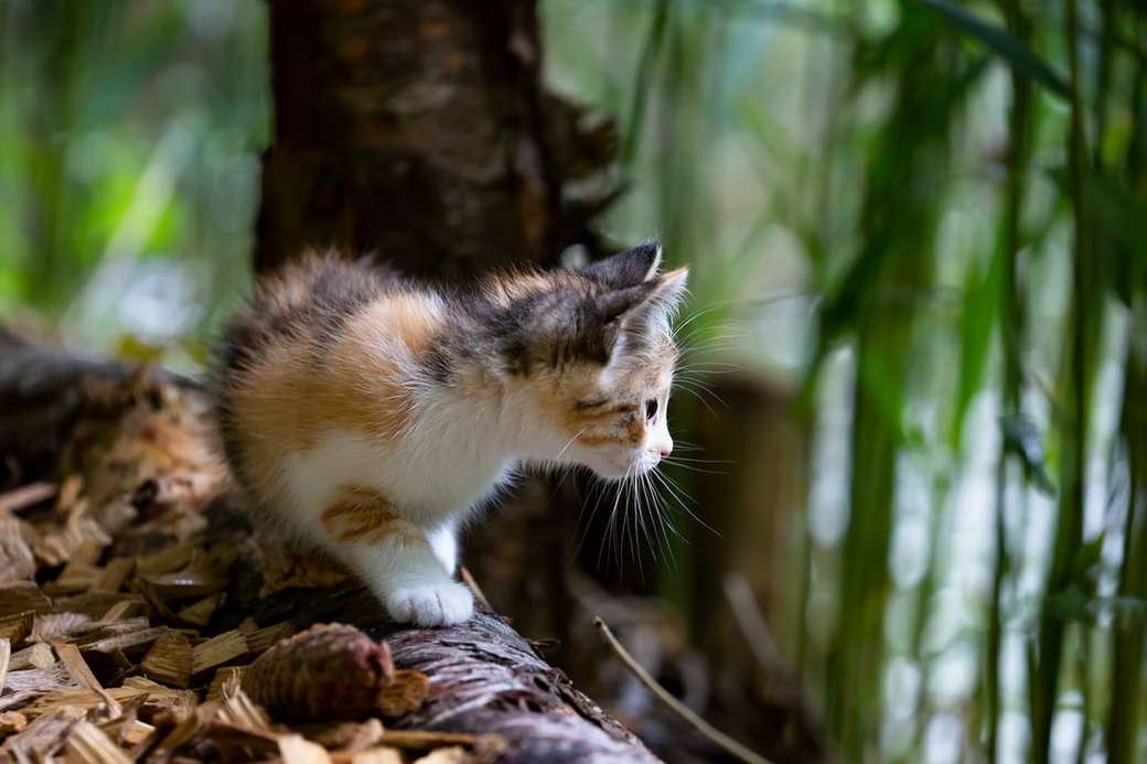 o maravilhoso jovem gato na floresta puzzle online