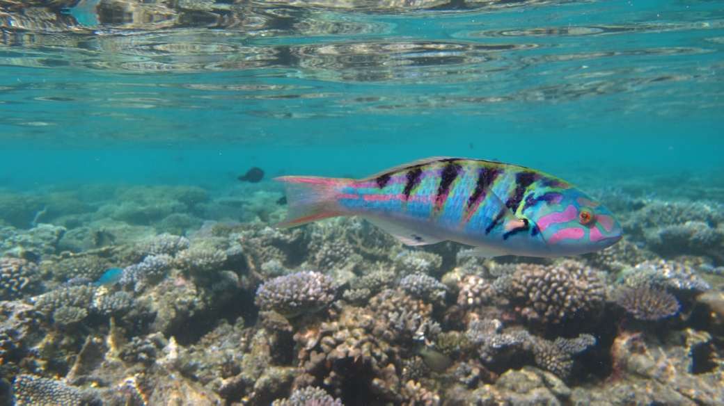 kék és fekete hal víz alatti fényképezés online puzzle