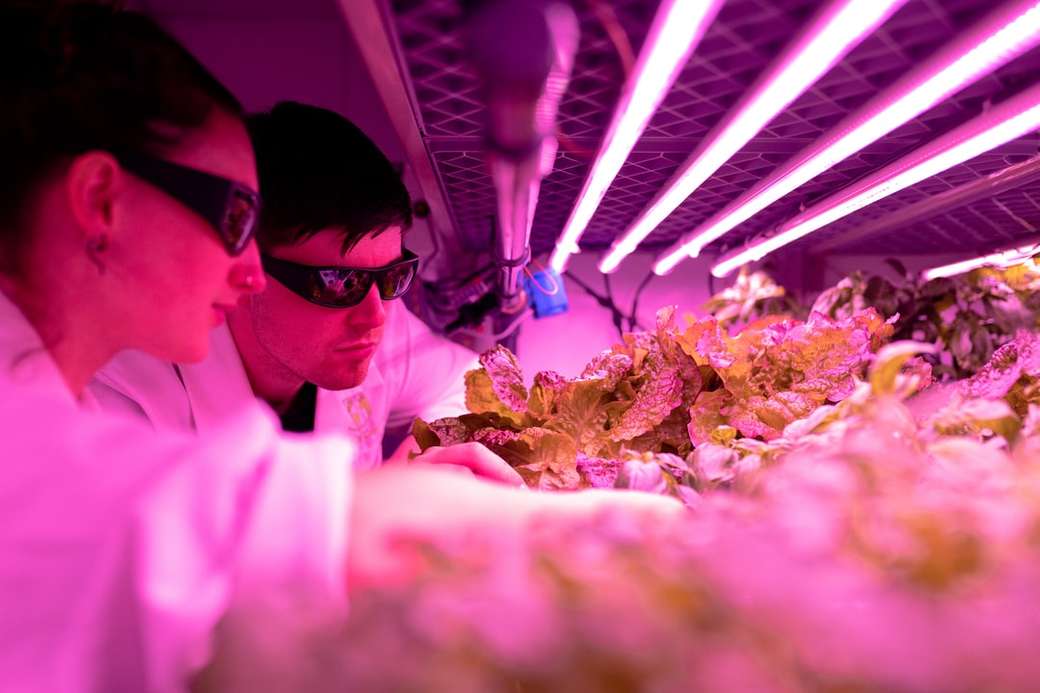 Engineers monitor crops in sustainable indoor farm online puzzle