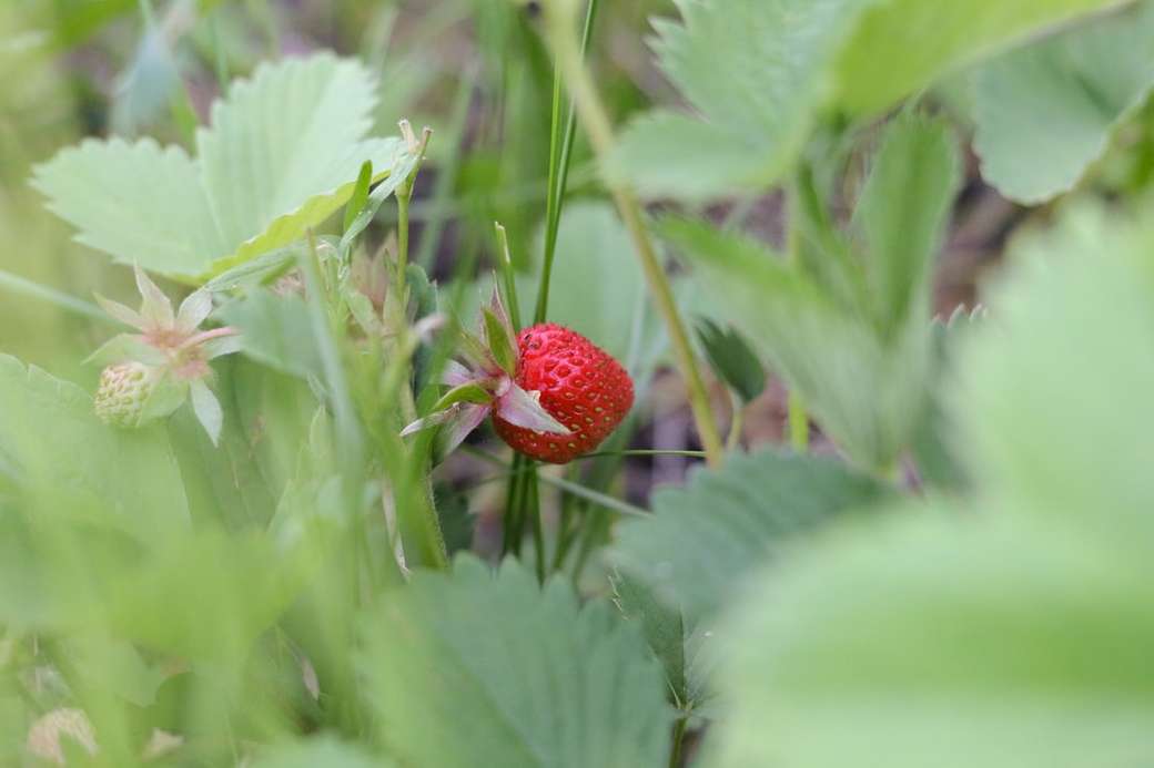 red strawberry on green leaves jigsaw puzzle online