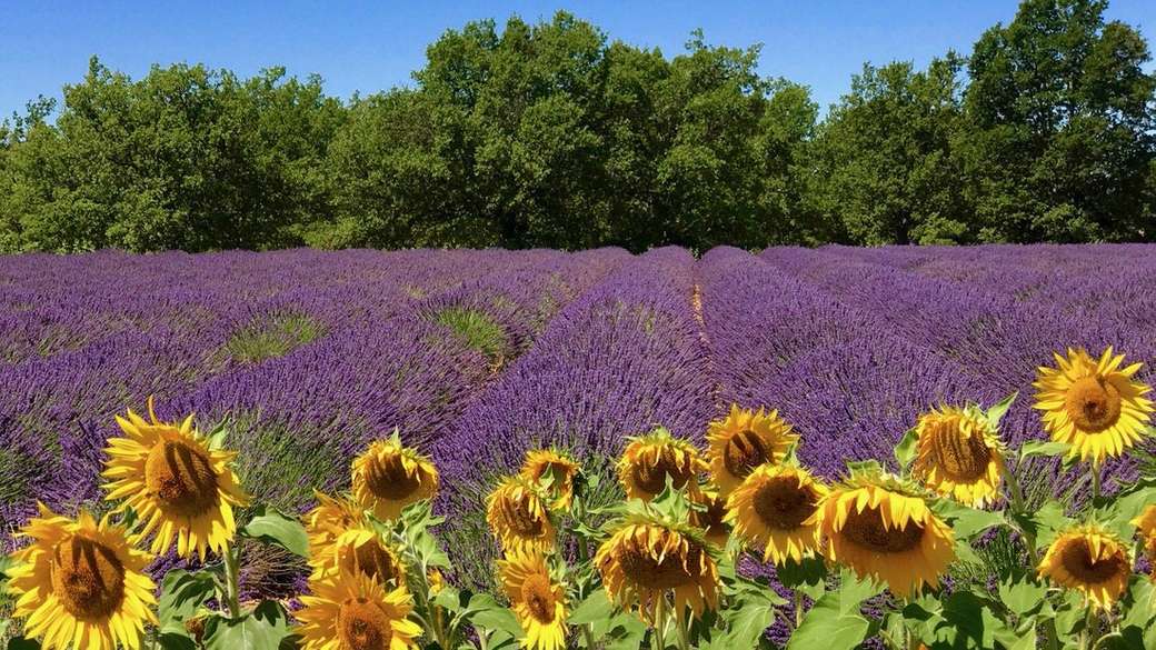 Lavender and sunflowers. online puzzle