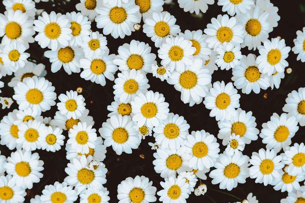 bed of daisies jigsaw puzzle online