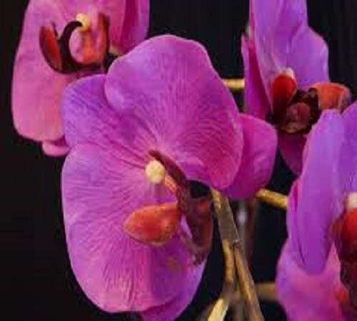 Orquídea. rompecabezas en línea