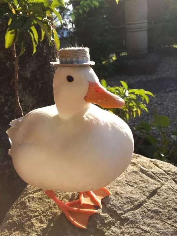Sr. Duck, un hombre de negocios serio para usted. rompecabezas en línea