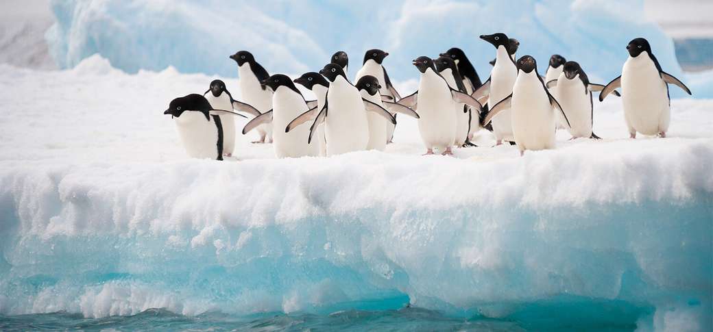 Um bando de 19 pinguins puzzle online