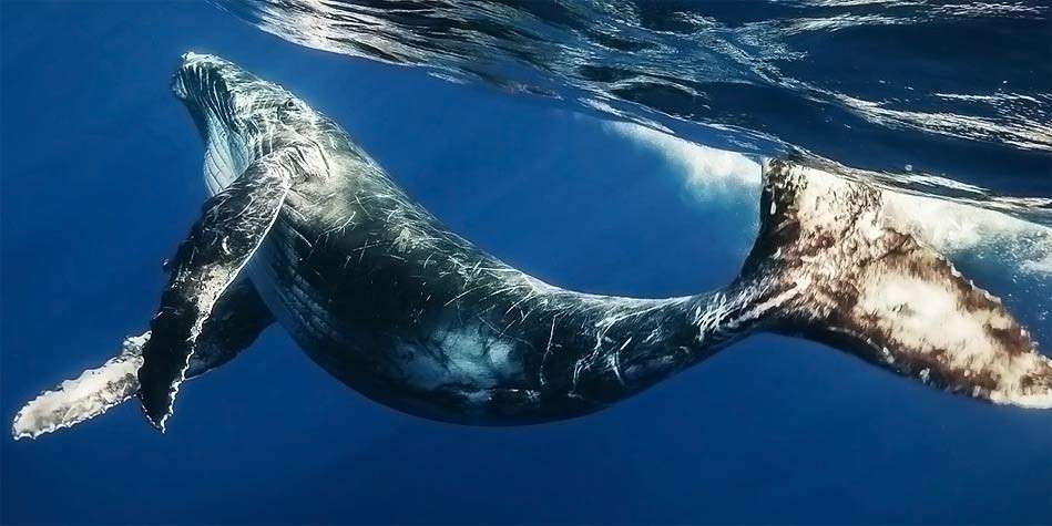 βετεράνος φάλαινα online παζλ