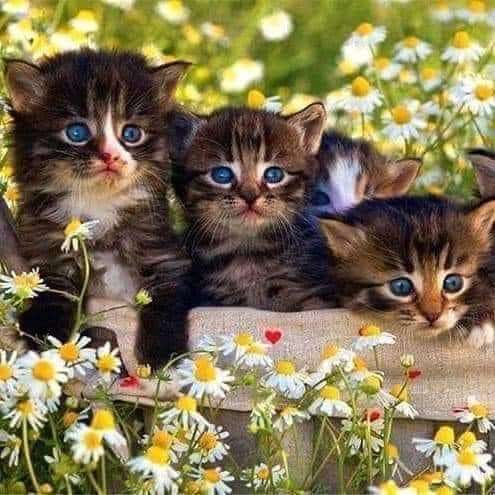 Un trío de gatos con hermosos ojos está descansando. rompecabezas en línea