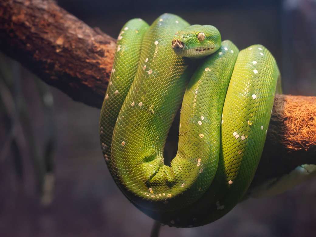 grüne Python auf braunem Baum Online-Puzzle