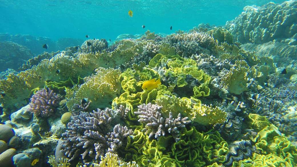 Recife de corais quebra-cabeças online
