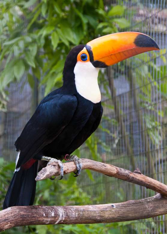 μεγάλες πτώσεις toucan iguazu παζλ online