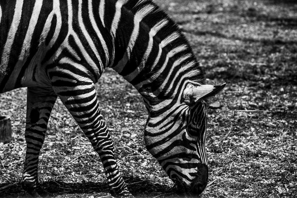 зебра ест траву пазл онлайн