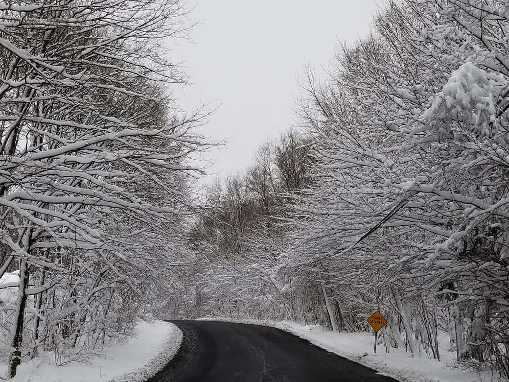 estrada preta cercada por árvores brancas quebra-cabeças online